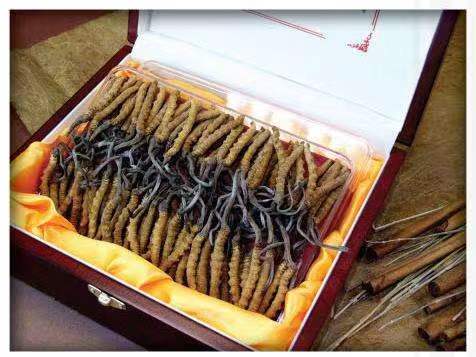 通海冬虫夏草回收